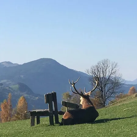 Daire Dorf41 Top2 Kössen